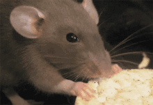 Rat Nibbling GIF - Rat Nibbling Cute GIFs