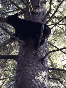 Viralhog Bear GIF - Viralhog Bear Black Bear GIFs