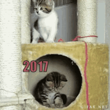 2017 - 2018 GIF - Chats Cats 2017 GIFs