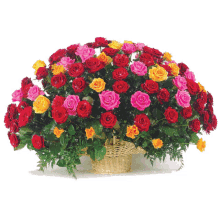 sparkling roses flowers red roses pink roses