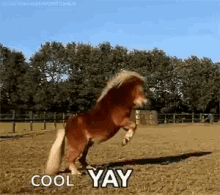 horse yay cool