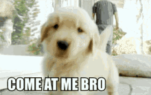 Dog Puppy GIF - Dog Puppy Come At Me Bro GIFs