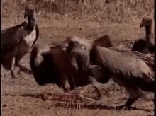 Coyote Vulture GIF - Coyote Vulture Back Off GIFs