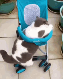 Cat Carriage GIF - Cat Carriage Baby Carriage GIFs