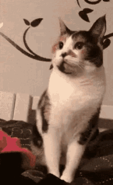 Cat Attack GIF - Cat Attack Middle Finger GIFs