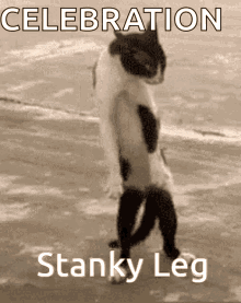 Stanky Leg GIF - Stanky Leg Cat GIFs