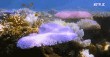 Coral Reef GIF - Coral Reef Ocean GIFs