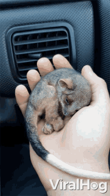 Cute Tiny GIF - Cute Tiny Cuddling GIFs