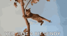 Cat Hanging On GIF - Cat Hanging On GIFs