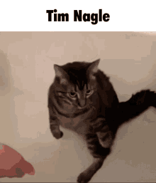 Tim Nagle Cat GIF - Tim Nagle Cat Standing GIFs