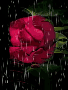 Animated Flower GIF - Animated Flower GIFs