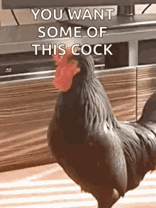 Black Cock Cockerel GIF - Black Cock Cockerel Rooster GIFs