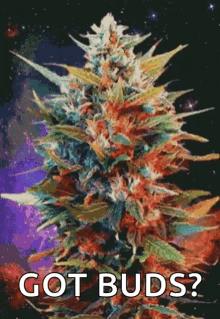 Mj Marijuana GIF - Mj Marijuana Plants GIFs