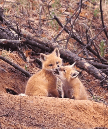 fox kiss cute foxes bite fox kiss cute foxes bite