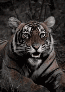 Tigers Go GIF - Tigers Go Wild GIFs