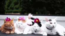 Sitting Pretty GIF - Cats Flowers GIFs