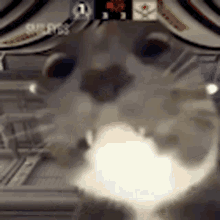 Cat Smell GIF - Cat Smell Pet GIFs