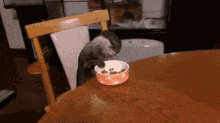 Otter Doing An Impersonation Of Stevie Wonder At The Dinner Table GIF - Possum Eat Nibble GIFs