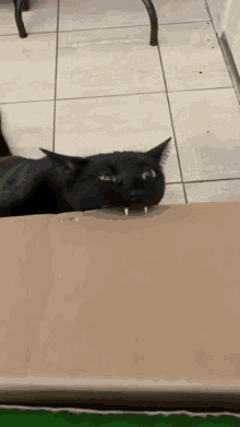 Vampire Cat Cat Eating Box GIF - Vampire Cat Cat Eating Box Cat Box GIFs
