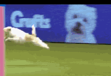 Dog Jump GIF - Dog Jump Fail GIFs