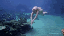 I Love That There Are People Who Dedicate Their Lives To Being Mermaids! GIF - Mermaid Tail Sirena GIFs