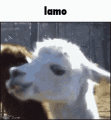 Lamo Lmao GIF - Lamo Lmao Llama GIFs