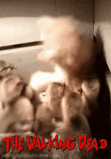 The Walking Dead Cat GIF - The Walking Dead Cat Chicks GIFs