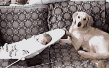 dogs babysitter pets funny animals love