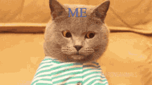 Me When My Mom Went To Work Computer GIF - Me When My Mom Went To Work Computer Cat GIFs