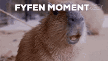 Fyfen Fyfen Moment GIF - Fyfen Fyfen Moment Cad GIFs