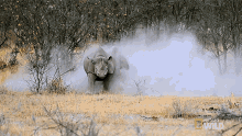 Chasing Witness A Rhino Rumble GIF - Chasing Witness A Rhino Rumble Stomp GIFs