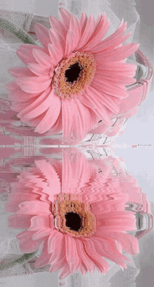 Pink Flower7 Pink Garbera GIF - Pink Flower7 Pink Garbera Pink Sweet GIFs