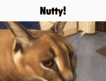 Nutty GIF - Nutty GIFs
