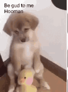 Be Good To Me Hooman GIF - Be Good To Me Hooman I Didnt Do Anything GIFs