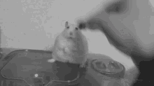 Sad Hamster Depression GIF - Sad Hamster Depression Depressed GIFs