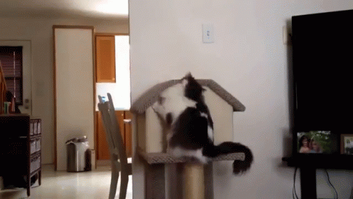 cats-cat-house.gif