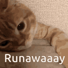 Goodbye Forever Run Away GIF - Goodbye Forever Run Away Cat GIFs