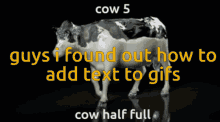 Cow Cow Half Full GIF - Cow Cow Half Full Cow5 GIFs