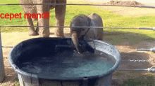 Cepet Mandi GIF - Baby Elephants Gajah GIFs