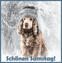 Schönen Samstag GIF - Hund Samstag Schnee GIFs