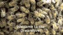 Bees Hive GIF - Bees Hive Dream Hive GIFs