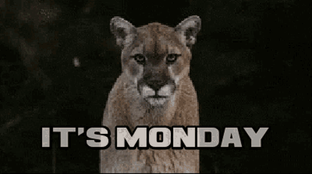 Monday,Its Monday,Big Cat,Lion,gif,animated gif,gifs,meme.