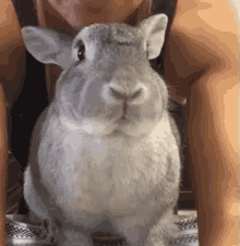 兔子 可爱 兔兔 GIF - Bunny Rabbit Cute GIFs
