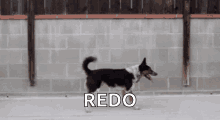 good afternoon dogs hot flip wow good afternoon dogs hot flip wow