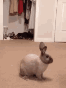 funny-animals-bunny.gif