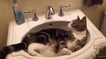 sink-cat.gif
