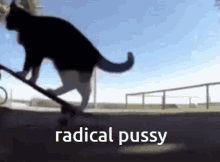 Radical Cat GIF - Radical Cat Radicalpussy GIFs