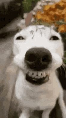 dog smiling dog pshjwy