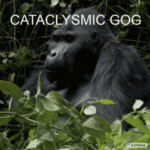 Catacylsmic Gog GIF - Catacylsmic Gog Gog Catacylsmic GIFs