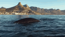South Africa Sea GIF - South Africa Sea Whales GIFs